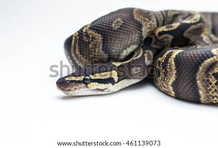 GHI ball python on white background - 动物\/野生