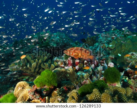 coral fish with school of glass fish in the background