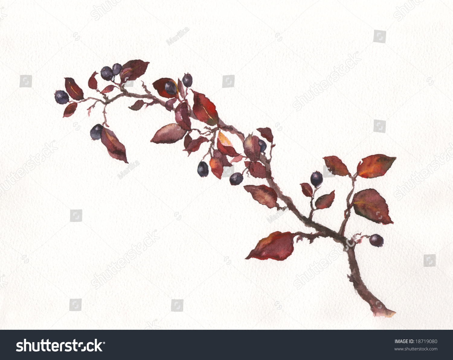 车轮棠的手画水彩图片