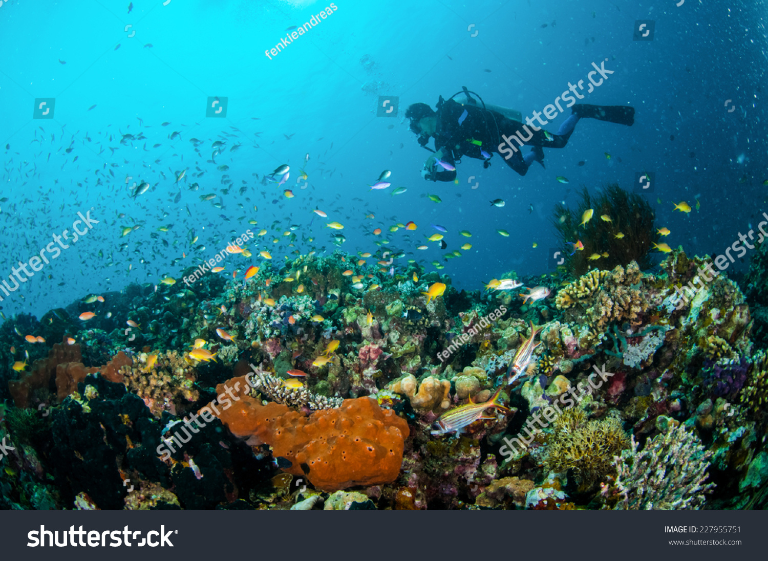 潜水员和各种珊瑚礁鱼类游泳超过吉利·Lomb