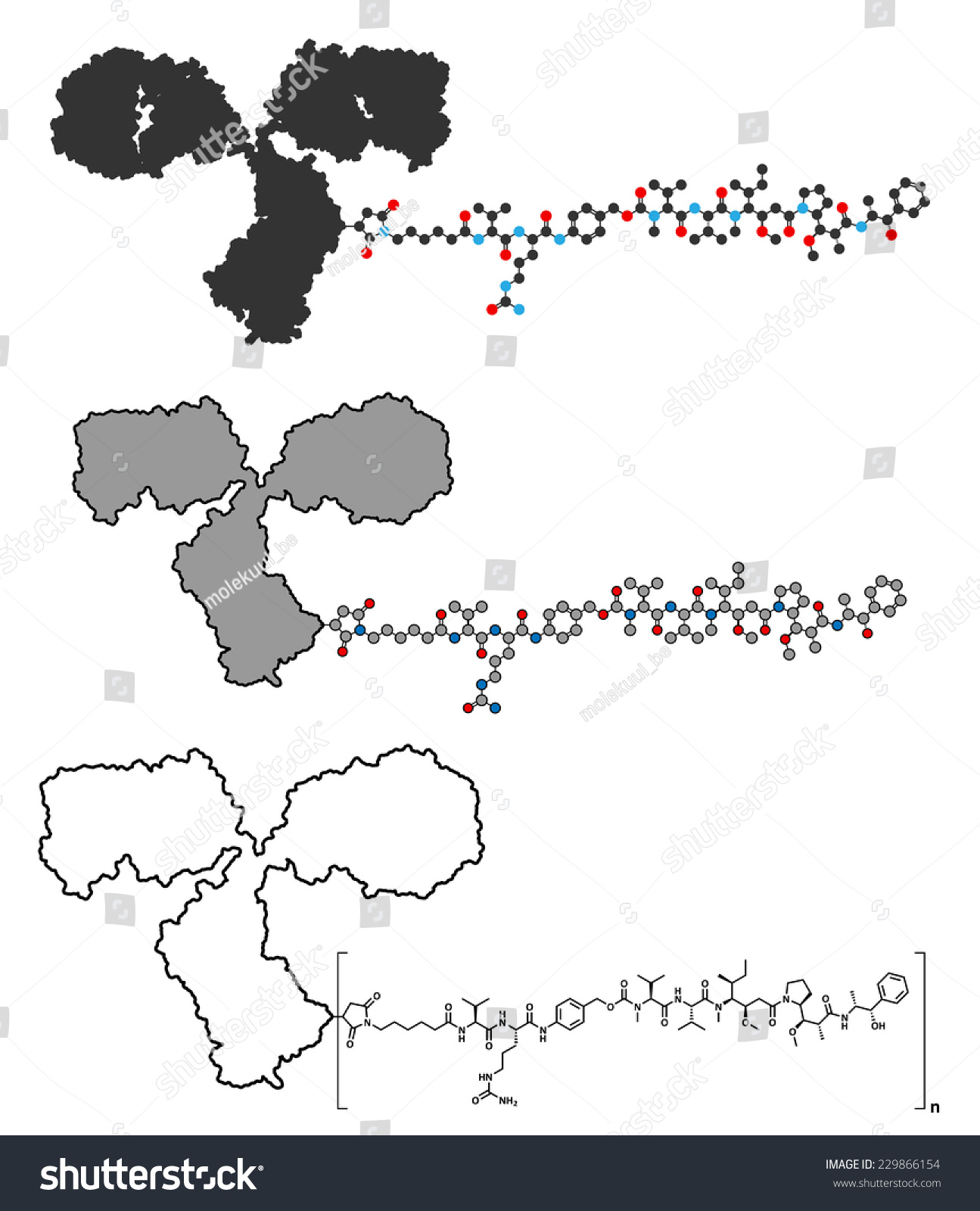 Brentuximab vedotin抗体药物共轭分子。包括单