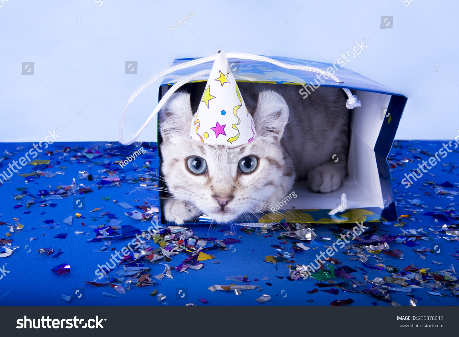 可爱的小猫蓝眼睛戴生日帽里面的生日礼物包在
