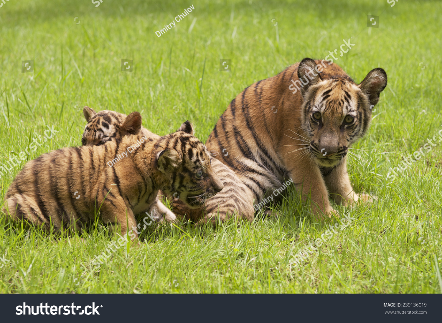 印支虎宝宝在草地上玩。印度支那虎(Panthera tigris corbetti)是一种老虎亚种在东南亚印度支那地区找到。 - 动物/野生生物 - 站酷海洛创意正版图片,视频,音乐素材交易平台 - Shutterstock中国独家合作伙伴 - 站酷旗下品牌