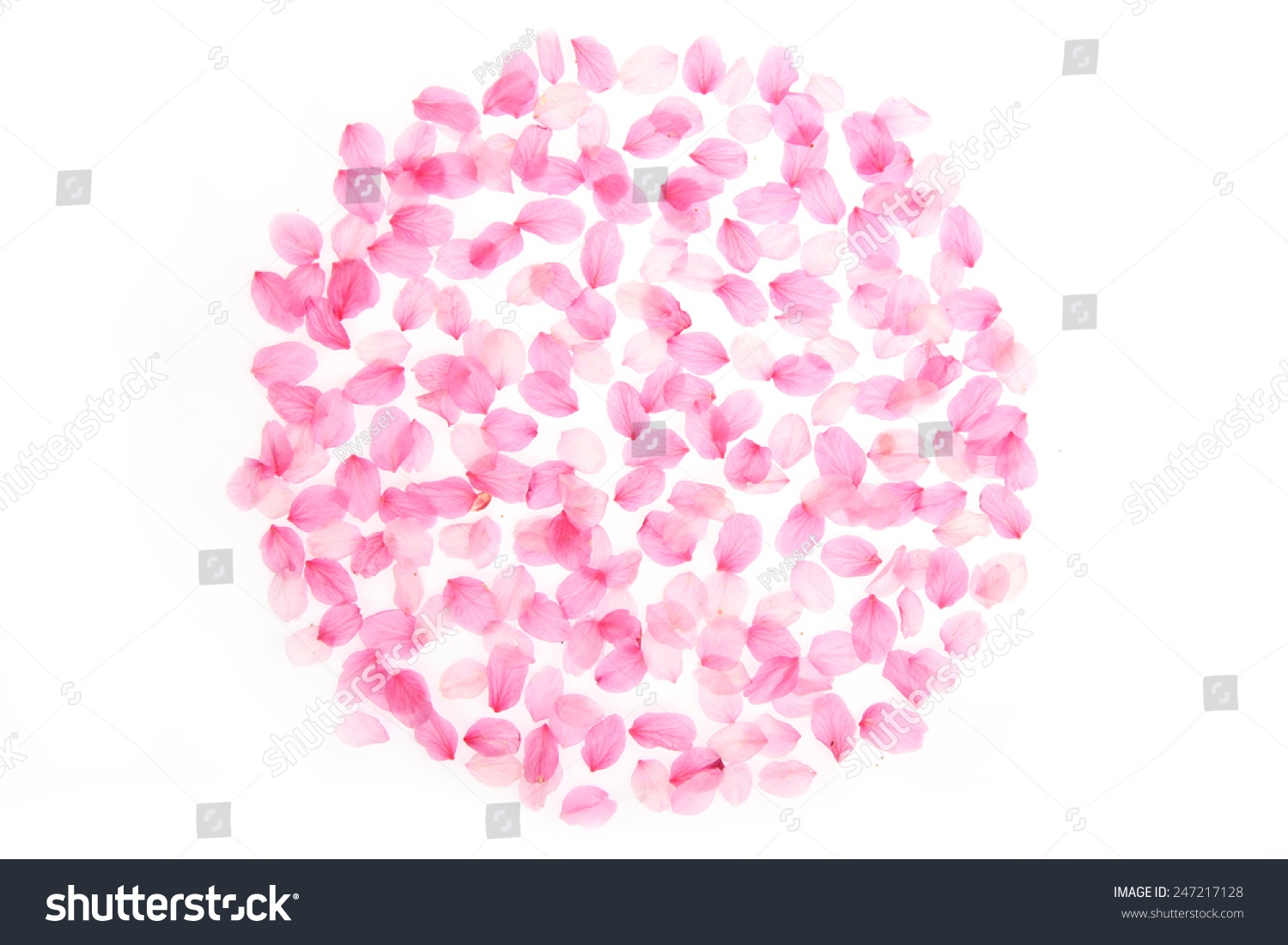 圆粉红色的樱花花瓣孤立在白色的。-符号\/标志