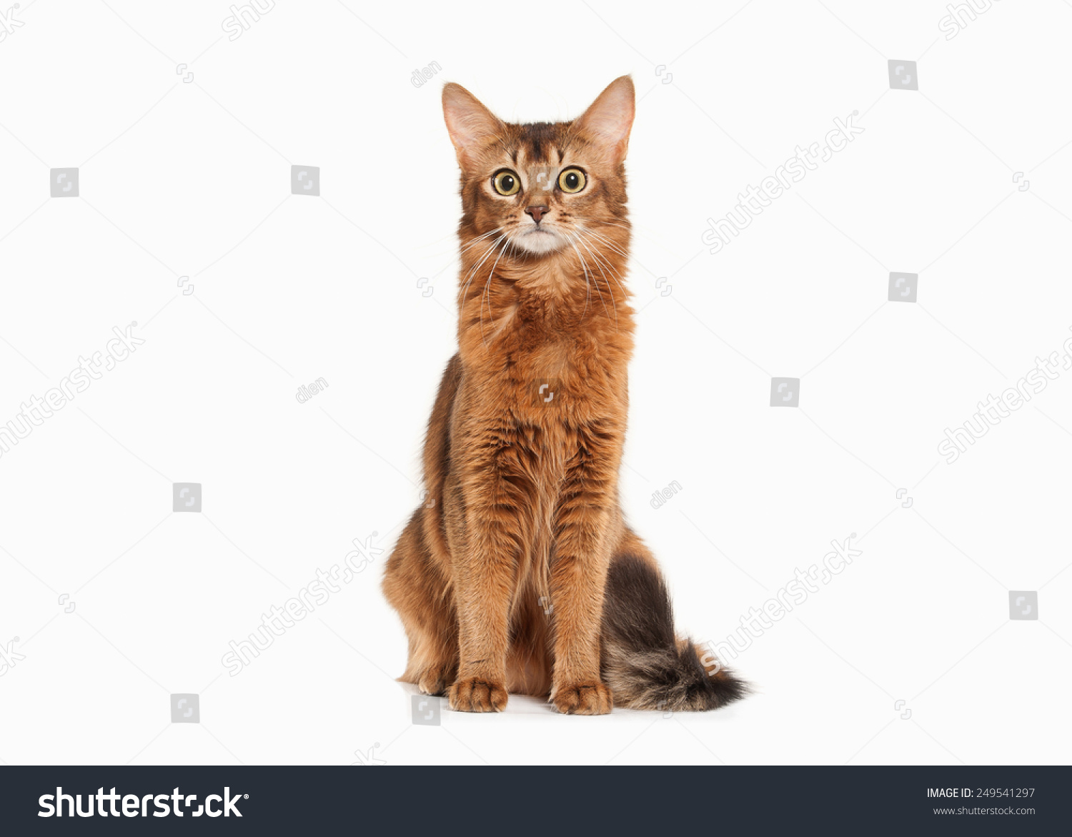 索马里猫红润的颜色白色bakcground-动物\/野生