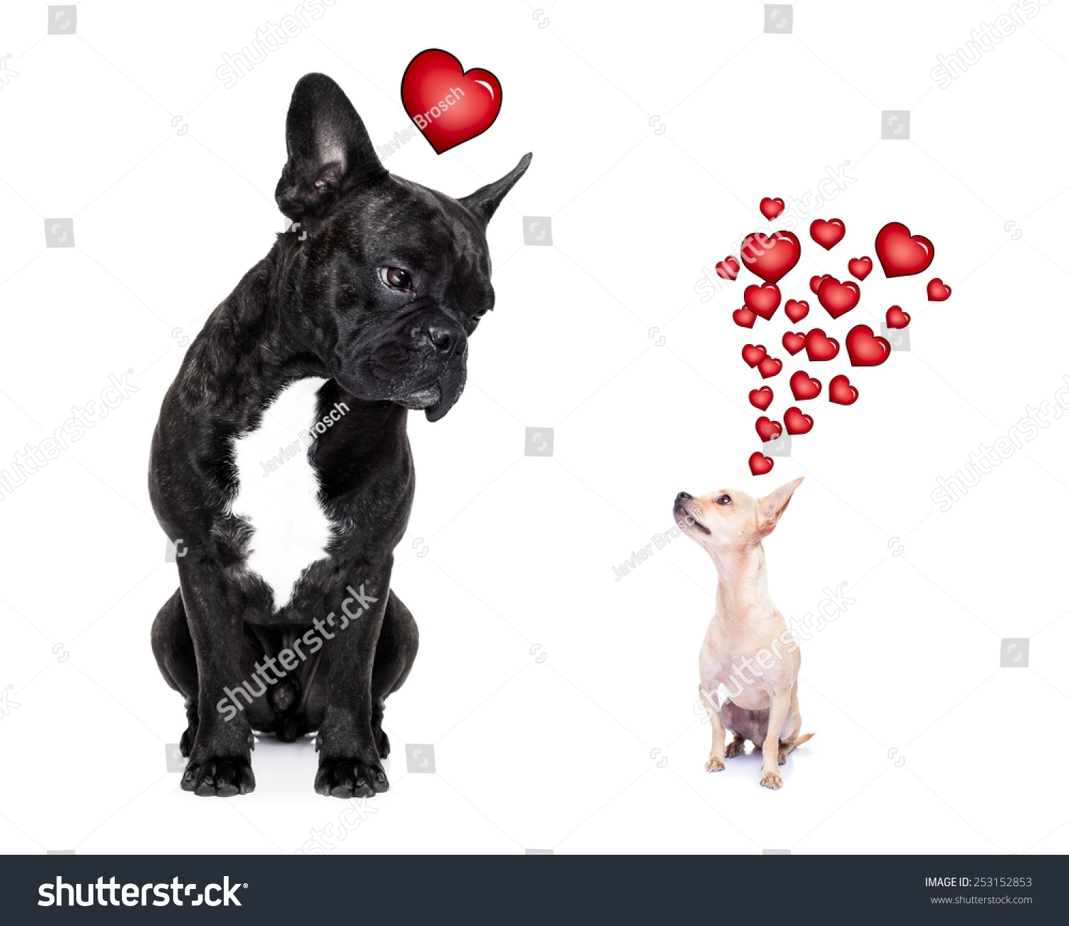 吉娃娃和法国斗牛犬,吸引并希望彼此相爱,孤立在白色背景 - 动物/野生生物,运动/娱乐活动 - 站酷海洛创意正版图片,视频,音乐素材交易平台 - Shutterstock中国独家合作伙伴 - 站酷旗下品牌