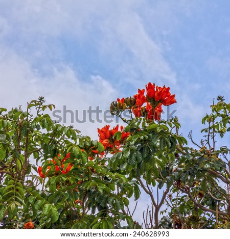 red flowers of african tulip tree or fountain tree