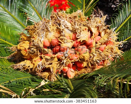 fruits of sago palm (cycas revoluta)