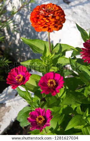 zinnias can be white greenish yellow yellow orange red purple or