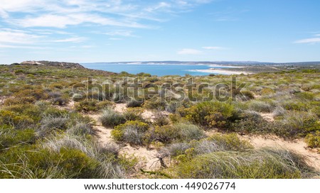 lush greenery in the coastal bush at red bluff overlooking the