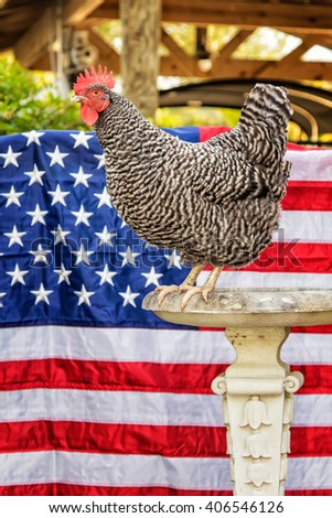 speckled hen american flag