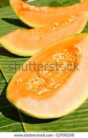 melon on the green background