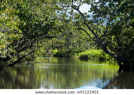 mangrove swamp in mexico san blas