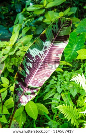 banana leaf of musa acuminata colla subsp. zebrina thailand.