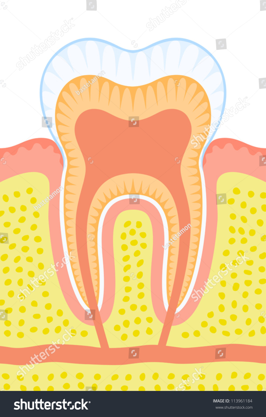 牙齿的内部结构