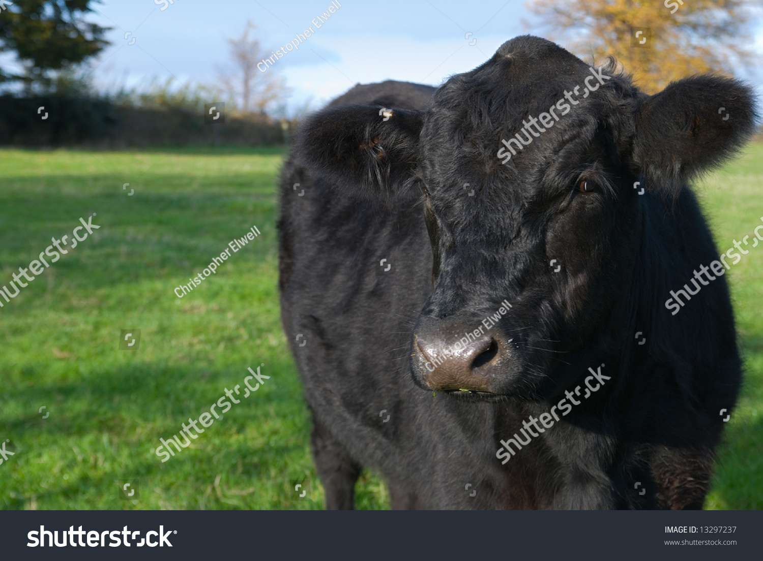 關閉一個年輕的阿伯丁安格斯牛的形象-動物/野生生物,自然-海洛創意