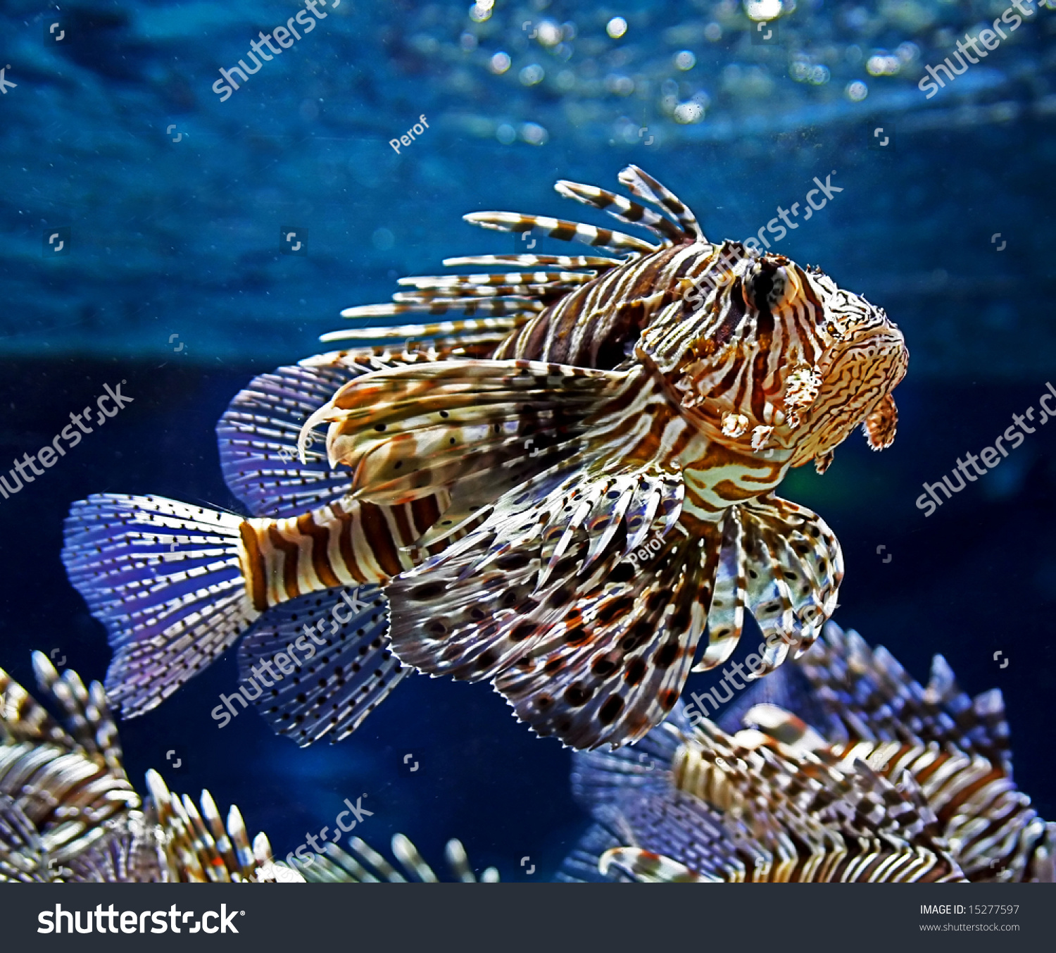 美丽的五颜六色的鱼在水族馆里的照片-动物/野生生物,自然-海洛创意