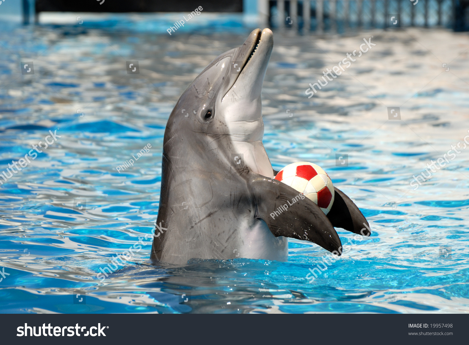 海豚玩球