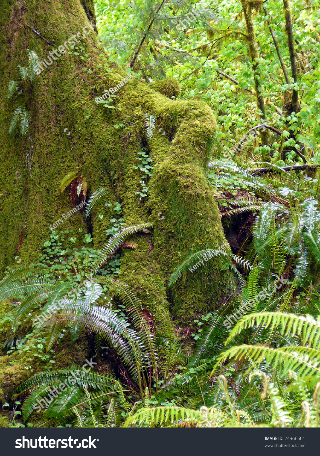 mossy tree in temperate rainforest-公园/户外,自然-海洛创意(hello