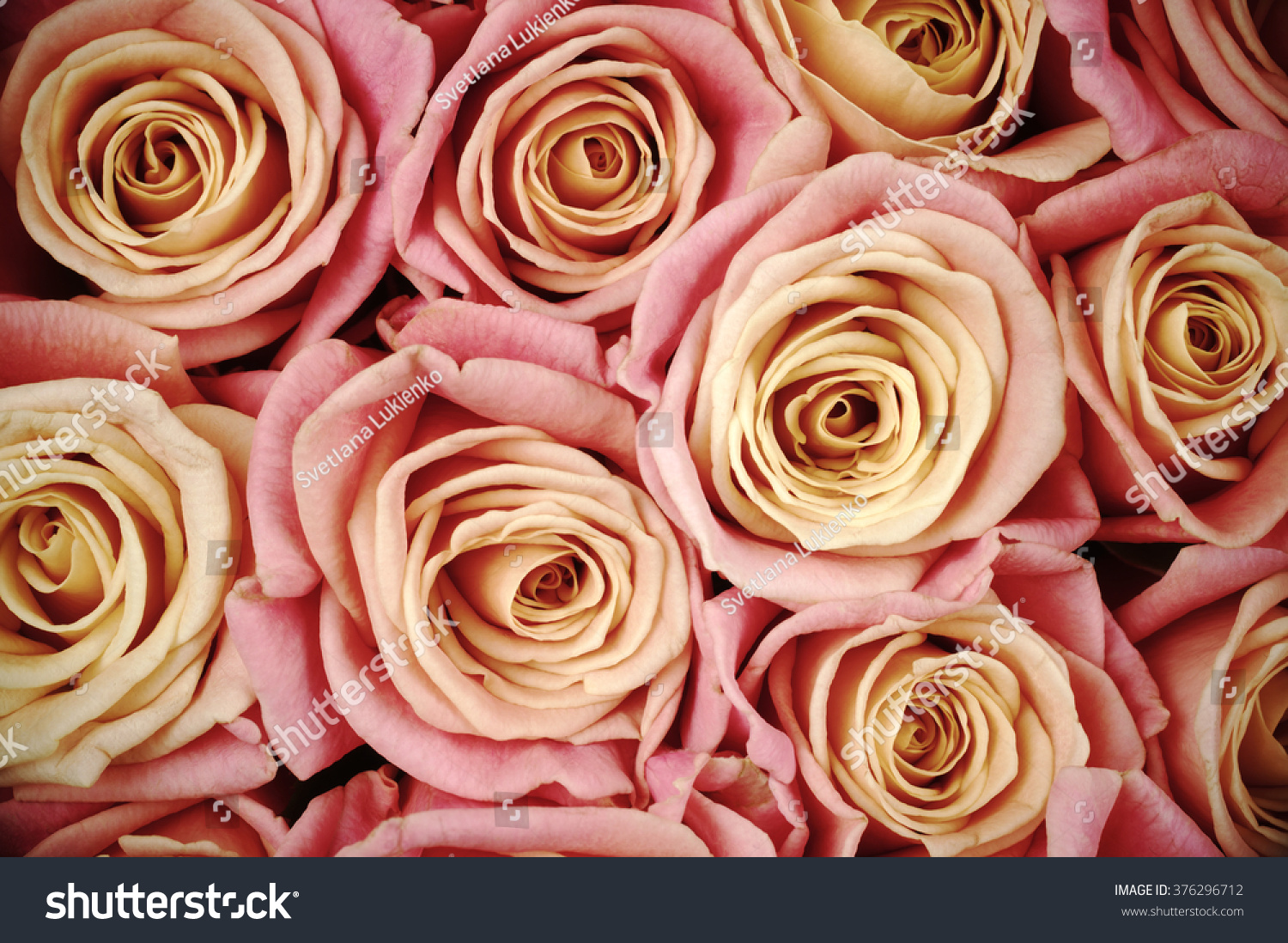 bunch of vintage pink colored rose flowers close-up as back