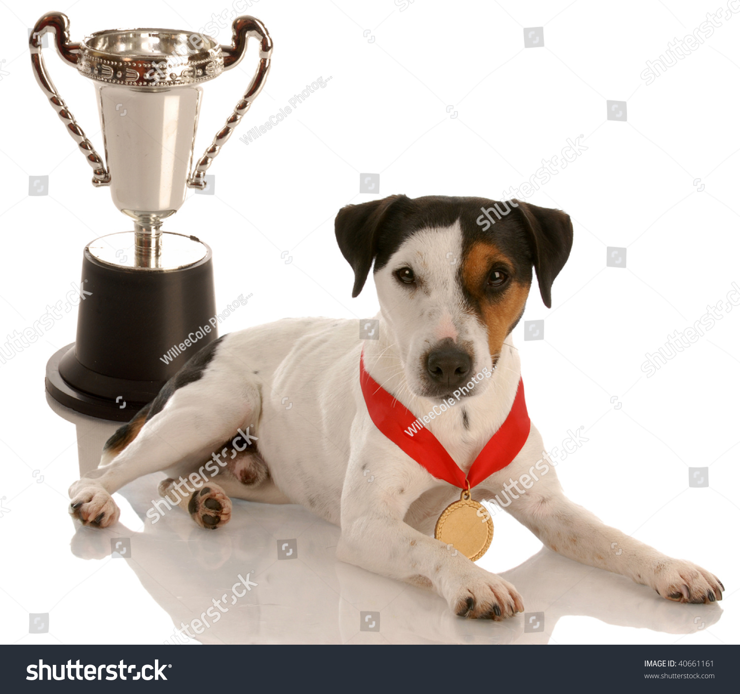 冠军狗杰克罗素梗戴着金牌和奖杯坐-动物/野生生物,物体-海洛创意