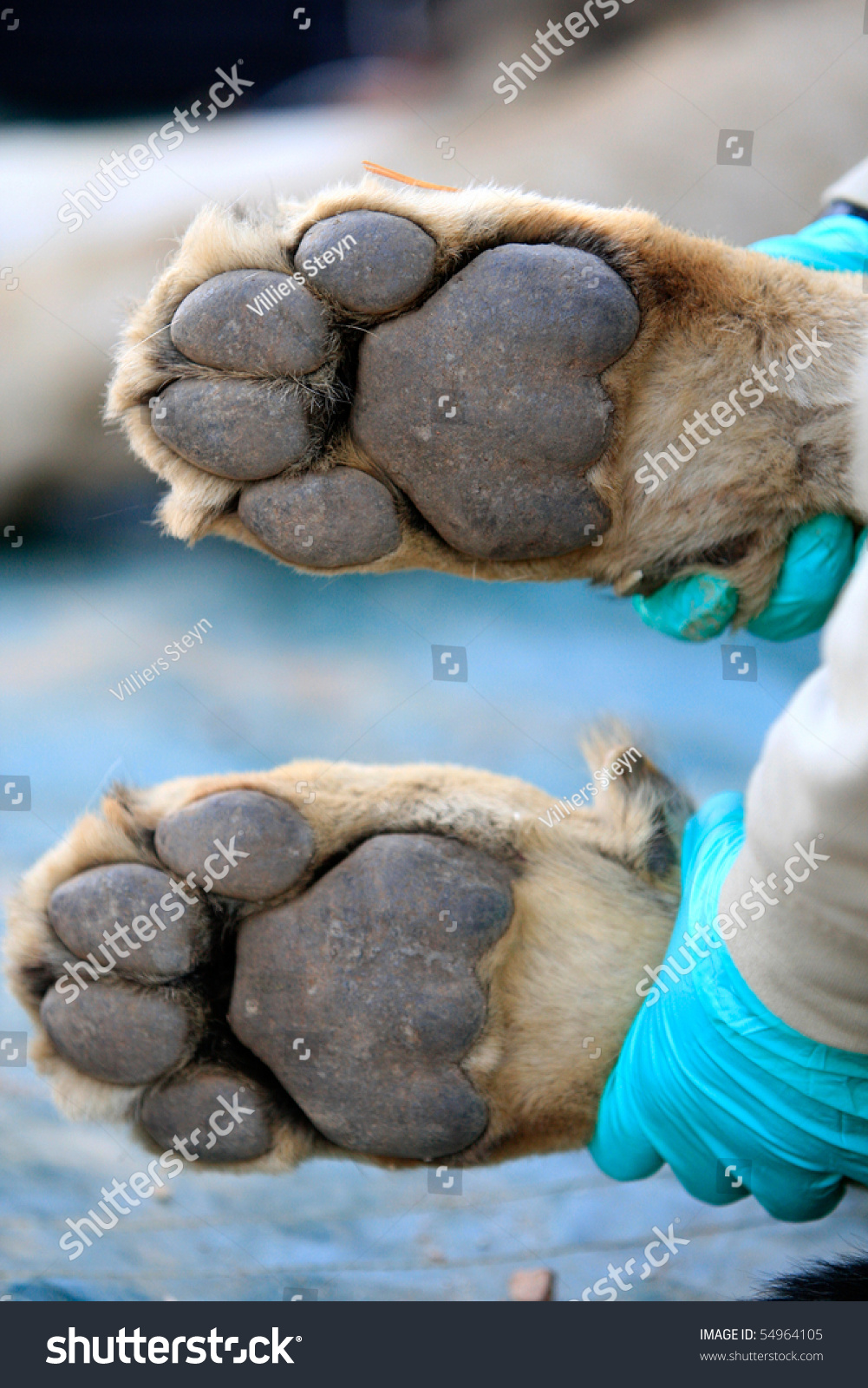 一个兽医用两只狮子爪在她的手上