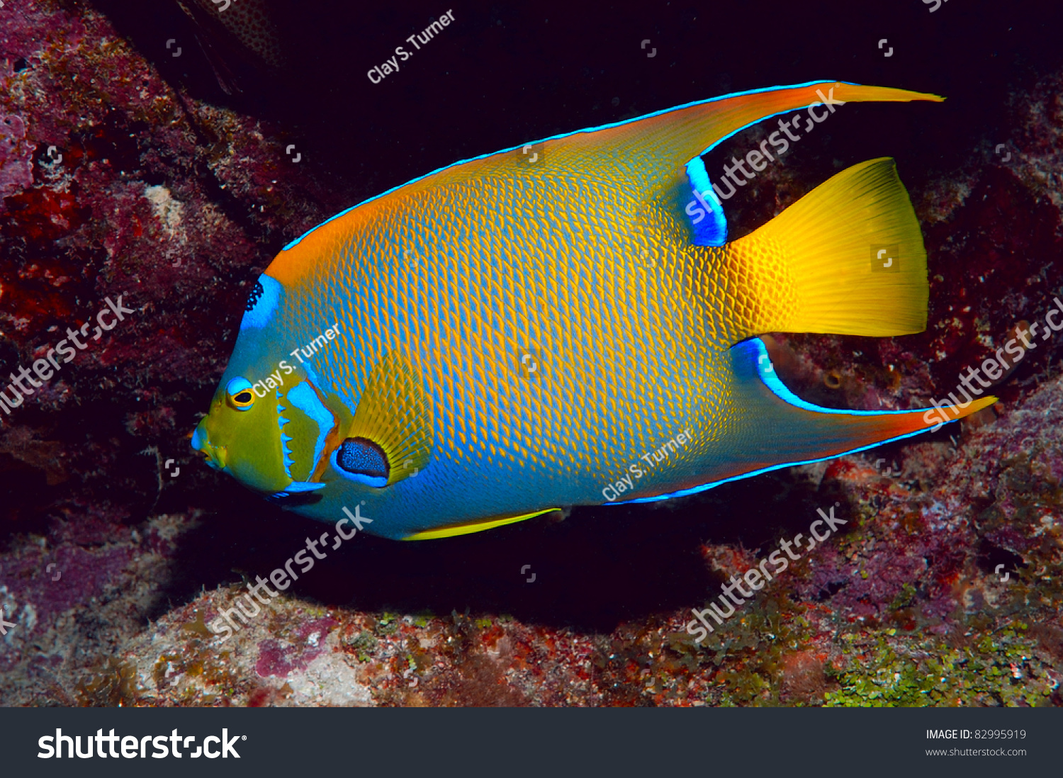 女王的天使鱼-动物/野生生物,自然-海洛创意(hellorf)-shutterstock